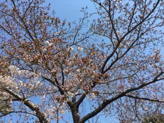 4/5　桜の季節♪