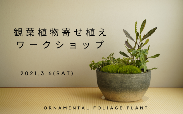 【終了しました】★2021.3.6(sat)観葉植物寄せ植えワークショップ