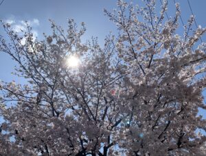 満開の桜🌸と、外壁塗装、屋根葺き替え工事