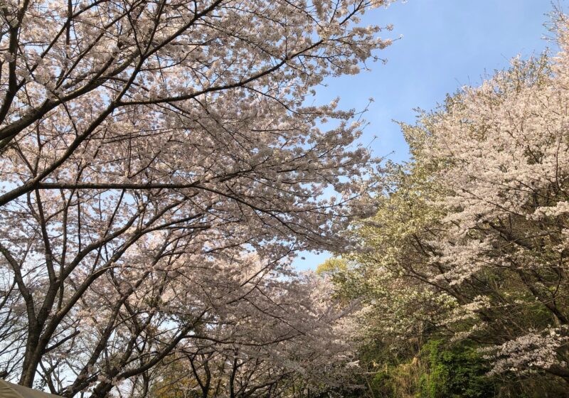 Sakura saku